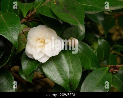 Camellia HYBRID 'Quintessence'. Fioritura nel tardo inverno. Foto Stock