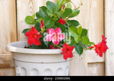 Un primo piano di una vivace pianta di Mandevilla rossa e rosa in un vaso bianco su uno sfondo di legno. Foto Stock