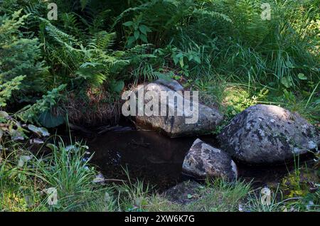 Un ruscello con limpide acque sorgiva dolcemente attraverso una radura forestale nei Monti Vitosha, Bulgaria Foto Stock