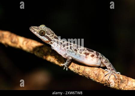 Geco di Inger (Cyrtodactylus pubisulcus), una specie di Gecko della famiglia Gekkonidae, Gravid Female Foto Stock