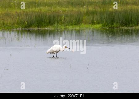 Primo piano di una Spoonbill, Platalea leucorodia, guado e foraggiamento in una riserva naturale allagata con riflessi sulla superficie d'acqua ondulata lungo il Rolder D. Foto Stock