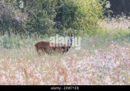 Primo piano di un capriolo in ritardo, Capreolus capreolus, con palchi di forca in piedi tra le alte prati portatrici di semi nella riserva naturale Omlanden a nord Foto Stock