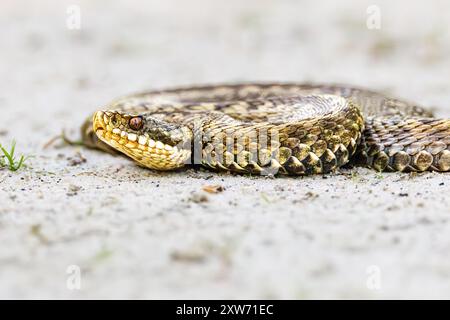 Primo piano della testa di un Adder, Vipera berus, in posizione di attacco su una superficie sabbiosa leggera con la lingua nera a forma di forchetta sporgente dalla bocca e bella Foto Stock