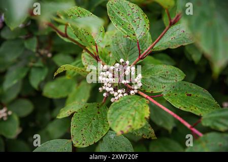 Cornus alba, il paniere rosso, bianco o siberiano in russia Foto Stock