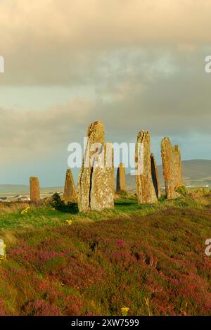 Anello del cerchio di pietre di Brodgar a fine estate, Isole Orcadi Foto Stock