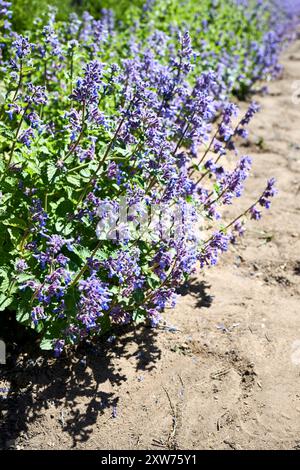 Nepeta grandiflora pianta in fiore nella famiglia di menta Lamiaceae originaria del Caucaso. Nepeta grandiflora - erbacea decidua perenne. Chiamato anche Foto Stock