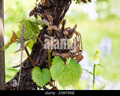 Foglie essiccate a causa di danni dovuti al gelo all'inizio della stagione primaverile. Il freddo in un giardino in Germania causato da temperature variabili ha rovinato l'impianto. Foto Stock