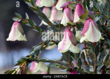 Grandi fiori di campana ubriachi della famiglia Thymelaeaceae, nativa australiana Pimelea physodes. Il nome comune è Qualup Bell. Endemico del sud dell'Australia occidentale Foto Stock