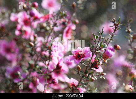 Primo piano del bellissimo fiore di Manuka rosa nativo australiano, Leptospermum scoparium, famiglia Myrtaceae. Endemica dell'Australia sudorientale Foto Stock