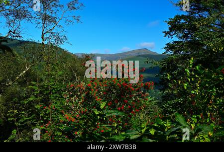 Dyfi Forest - percorso a piedi Foel Friog e parte della rete nazionale della foresta per il Galles con la collina Pen y Bryn con vista su Cader Idris. Foto Stock