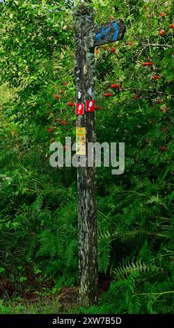 Dyfi Forest - percorso a piedi Foel Friog e parte della rete nazionale della foresta per il Galles con la collina Pen y Bryn con vista su Cader Idris. Foto Stock