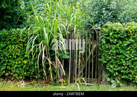 Un cancello poco appariscente per il giardino in una siepe e crescendo erba alta Eulalia - Miscanthus porta porta giardino giardino scenario verde siepe giardino Foto Stock