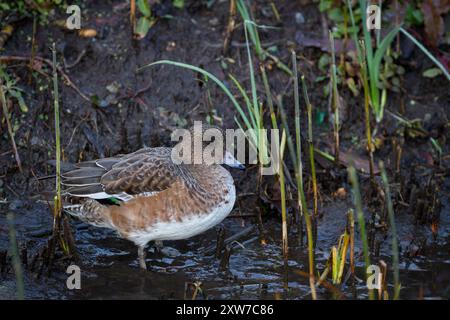 Una donna eurasiatica (Mareca penelope) in un parco a Kanagawa, Giappone. Foto Stock