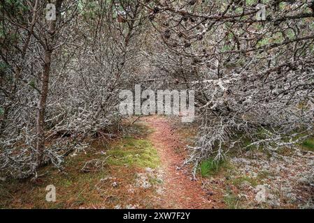 Russia, regione di Kaliningrad, Morskoe- 6 ottobre 2021: Cartello Coastal Batareya Raul nel Parco nazionale dello sputo della Curonia Foto Stock