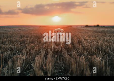 Autentico Portrait Tiny Pedigreed Golden Retriever Puppy che corre in Sunset Light Foto Stock