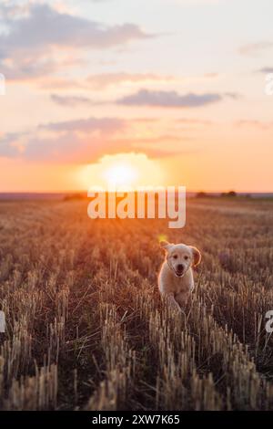 Autentico Portrait Tiny Pedigreed Golden Retriever Puppy che corre in Sunset Light Foto Stock