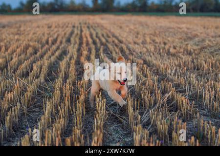 Autentico Portrait Tiny Pedigreed Golden Retriever Puppy che corre in Sunset Light Foto Stock