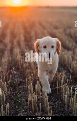 Autentico Portrait Tiny Pedigreed Golden Retriever Puppy che corre in Sunset Light Foto Stock