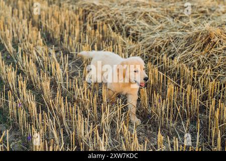 Autentico Portrait Tiny Pedigreed Golden Retriever Puppy che corre in Sunset Light Foto Stock