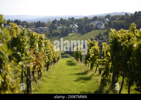 Filari di vigneti durante la stagione della vendemmia. Uva destinata alla produzione di vino nei vigneti di Vienna, sul monte Kahlenberg. Foto Stock