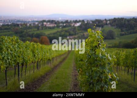 Filari di vigneti durante la stagione della vendemmia. Uva destinata alla produzione di vino nei vigneti di Vienna, sul monte Kahlenberg. Foto Stock