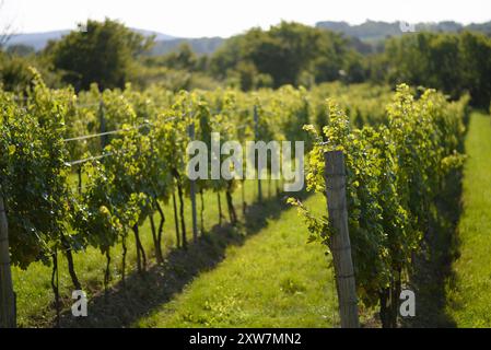 Filari di vigneti durante la stagione della vendemmia. Uva destinata alla produzione di vino nei vigneti di Vienna, sul monte Kahlenberg. Foto Stock