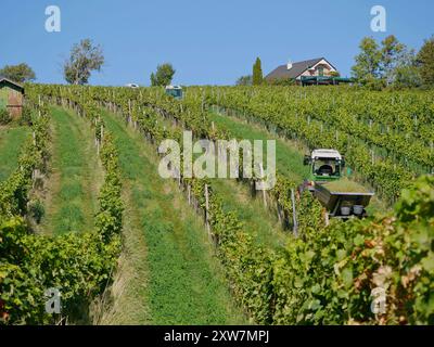 Vendemmia industriale di uve destinate alla produzione di vino. Trattori in filari di vigneti durante la stagione della mietitura. Coltivazione dell'uva a Vienna, Kahlenberg mountai Foto Stock