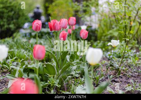 Fiore bulbo che fiorisce ogni anno ad aprile, tulipani rosa bianchi dai colori molto vivaci Foto Stock