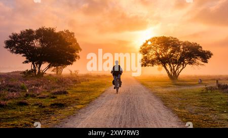 Zuiderheide Veluwe Paesi Bassi 15 giugno 2024, Un ciclista pedala lungo un sentiero polveroso circondato da vibranti fiori di erica, illuminati da una calda luce del tramonto. Foto Stock