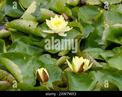 Nymphaea Marliacea Chromatella Foto Stock