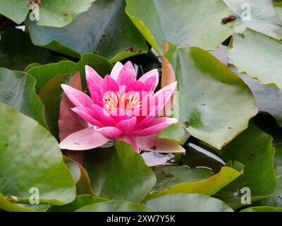Nymphaea 'Attrazione Foto Stock