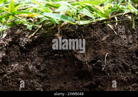 Terreno bruno ruvido con vista ravvicinata delle piante di erba verde Foto Stock