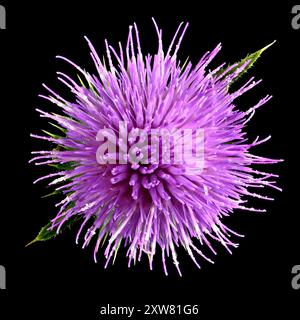 Scatto in studio (immagine sovrapposta) di un fiore di Cardo (Cirsium vulgare) su sfondo nero Foto Stock