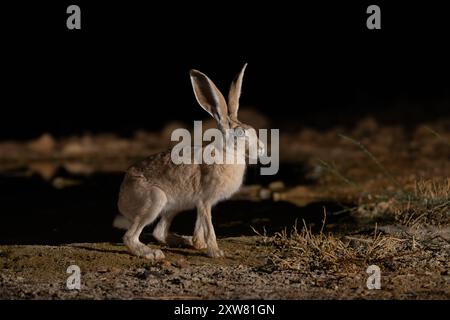 Capo lepre (Lepus capensis) Foto Stock