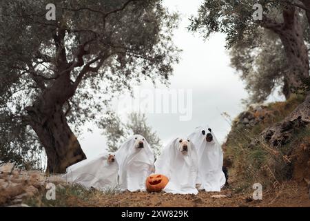 Cani in costume fantasma, quattro cani vestiti sotto un olivo con una zucca intagliata nelle vicinanze, per celebrare Halloween all'aperto Foto Stock