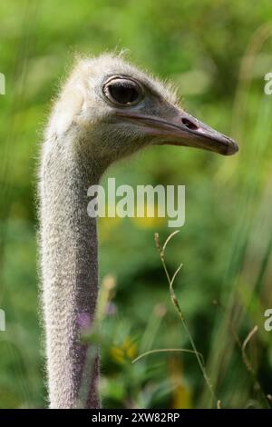 Una donna di struzzo dal collo rosso allo zoo di Paignton, nel Devon meridionale. Foto Stock