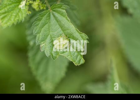 Green Shield Bug (Palomena prasina) su una foglia a Rye Meads, Herts Foto Stock