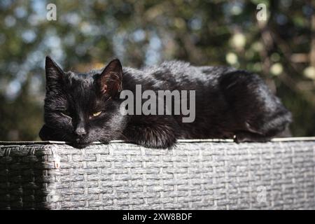 gatto domestico carino che si rilassa al sole Foto Stock