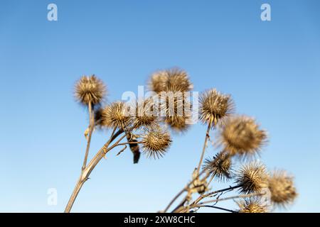 Le teste di semi di bancale dorate sono in netto contrasto con un cielo azzurro limpido, con una consistenza spessa. Presa a Toronto, Canada. Foto Stock