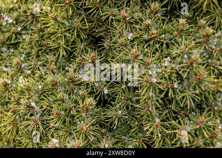 Aghi di pino verde brillante con gocce di rugiada - primo piano di fogliame sempreverde - sfondo naturale con messa a fuoco selettiva. Presa a Toronto, Canada. Foto Stock