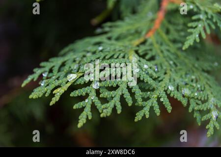 Foglie di felce verde brillante brillano con gocce di rugiada - scatti ravvicinati che catturano intricati motivi e texture della natura. Presa a Toronto, Canada. Foto Stock