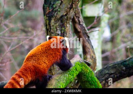 Un panda rosso che sale su un albero coperto di muschio in un ambiente forestale. La vivace pelliccia marrone-rossastro dell'animale contrasta splendidamente con il muschio verde e il Foto Stock