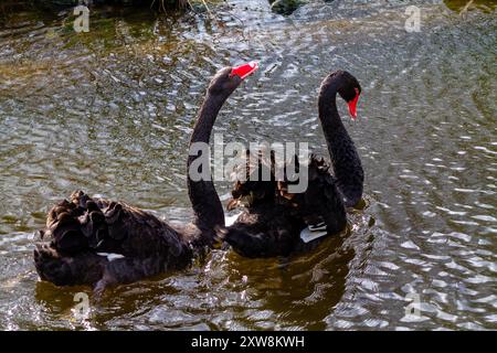 Due cigni neri che nuotano in uno stagno, mostrando i loro eleganti colli e i caratteristici becchi rossi. L'acqua riflette l'ambiente circostante, creando Foto Stock