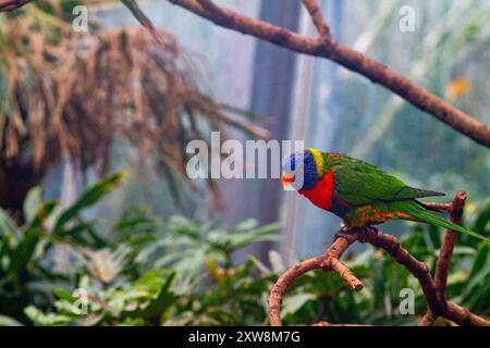 Un orikeet colorato arroccato su un ramo in un ambiente lussureggiante e verde. L'uccello presenta un vivace piumaggio blu, verde, rosso e arancione, circondato da tr Foto Stock