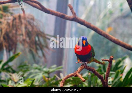 Un orikeet colorato arroccato su un ramo in un ambiente lussureggiante e verde. L'uccello presenta un vivace piumaggio blu, rosso e verde, circondato da piante tropicali Foto Stock