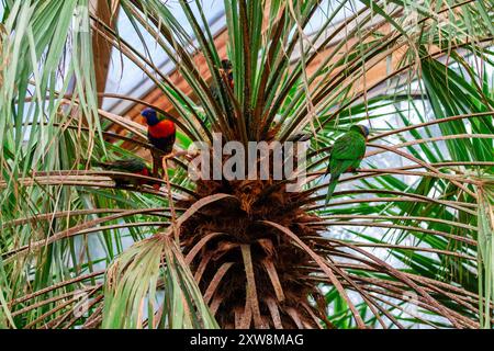 Una scena vivace con uccelli colorati arroccati su una palma. Gli uccelli includono un lorikeet rosso e blu e un pappagallo verde, circondati da lussureggianti palme Foto Stock