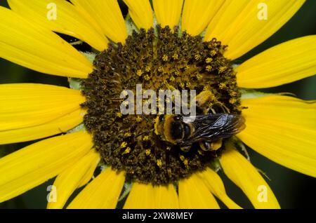 Ape a corna lunga, Svastra obliqua, su girasole comune, Helianthus annuus Foto Stock