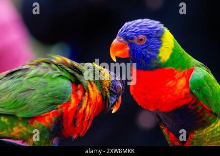 Due vivaci lorichetti arcobaleno con piume verdi, blu e rosse luminose, uno rivolto verso la fotocamera e l'altro leggermente rivolto verso l'esterno, sono ambientati contro una sfocatura Foto Stock