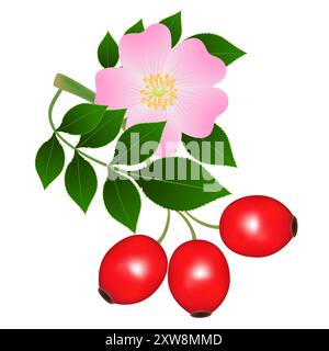Un ramo di rosa fianchi con un fiore e bacche rosse. Illustrazione Vettoriale