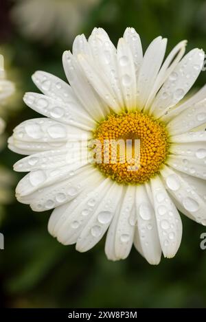 Leucanthemum x fiore Superbum con gocce di pioggia sui petali bianchi cremosi. Foto Stock